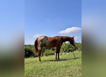 American Quarter Horse, Stallone, 1 Anno, Roano rosso