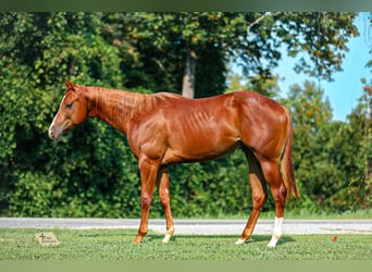 American Quarter Horse, Stallone, 1 Anno, Sauro ciliegia