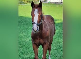 American Quarter Horse, Stallone, 1 Anno, Sauro