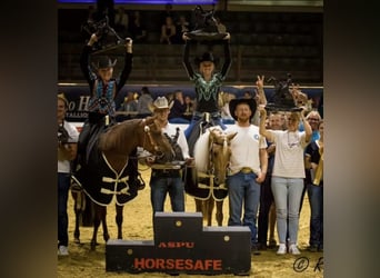 American Quarter Horse, Stallone, 1 Anno, Sauro