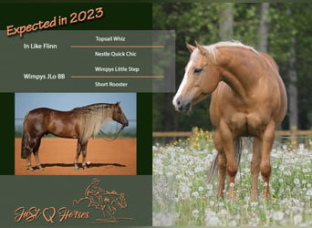 American Quarter Horse, Stallone, 1 Anno, Sauro