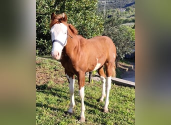 American Quarter Horse, Stallone, 1 Anno, Sauro