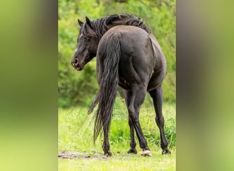 American Quarter Horse, Stallone, 23 Anni, 150 cm, Morello