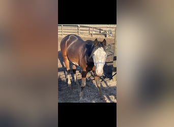 American Quarter Horse Mix, Stallone, 2 Anni, 140 cm, Baio scuro