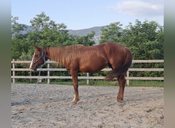 American Quarter Horse, Stallone, 2 Anni, 140 cm, Sauro ciliegia