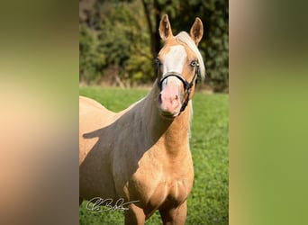American Quarter Horse, Stallone, 2 Anni, 141 cm, Palomino