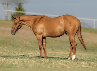 American Quarter Horse, Stallone, 2 Anni, 142 cm, Red dun