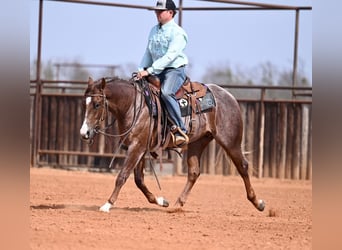 American Quarter Horse, Stallone, 2 Anni, 142 cm, Roano rosso
