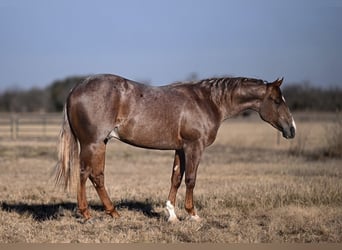 American Quarter Horse, Stallone, 2 Anni, 142 cm, Roano rosso