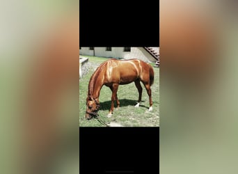 American Quarter Horse, Stallone, 2 Anni, 142 cm, Sauro ciliegia