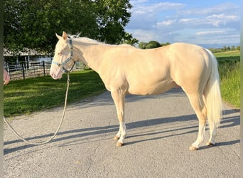 American Quarter Horse, Stallone, 2 Anni, 144 cm, Perlino
