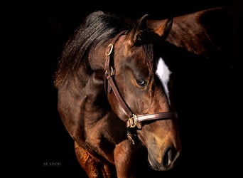 American Quarter Horse, Stallone, 2 Anni, 145 cm, Baio