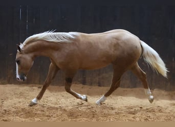 American Quarter Horse, Stallone, 2 Anni, 145 cm, Palomino