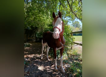American Quarter Horse, Stallone, 2 Anni, 145 cm, Sauro scuro