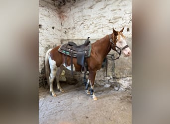 American Quarter Horse, Stallone, 2 Anni, 145 cm, Sauro scuro
