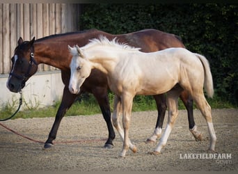 American Quarter Horse, Stallone, 2 Anni, 146 cm, Palomino