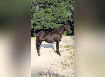 American Quarter Horse, Stallone, 2 Anni, 147 cm, Morello