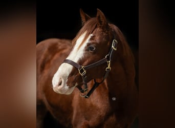 American Quarter Horse, Stallone, 2 Anni, 147 cm, Sauro
