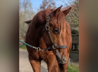 American Quarter Horse, Stallone, 2 Anni, 147 cm, Sauro