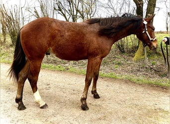 American Quarter Horse, Stallone, 2 Anni, 148 cm, Baio