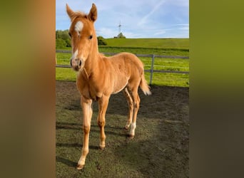 American Quarter Horse, Stallone, 2 Anni, 148 cm, Palomino