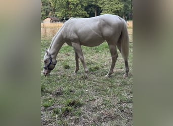 American Quarter Horse, Stallone, 2 Anni, 148 cm, Perlino