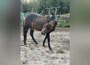 American Quarter Horse, Stallone, 2 Anni, 149 cm, Pelle di daino