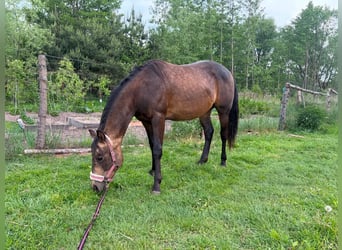 American Quarter Horse, Stallone, 2 Anni, 149 cm, Pelle di daino