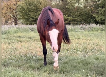 American Quarter Horse, Stallone, 2 Anni, 150 cm, Baio
