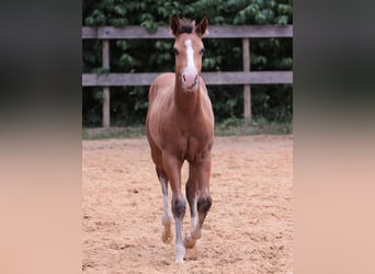 American Quarter Horse, Stallone, 2 Anni, 150 cm, Baio