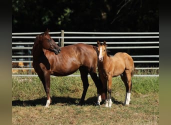 American Quarter Horse, Stallone, 2 Anni, 150 cm, Baio