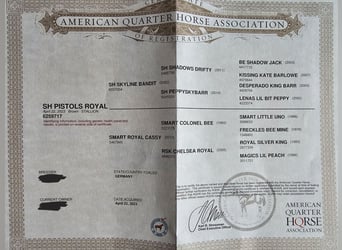 American Quarter Horse, Stallone, 2 Anni, 150 cm, Baio scuro