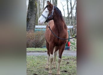 American Quarter Horse, Stallone, 2 Anni, 150 cm, Overo-tutti i colori