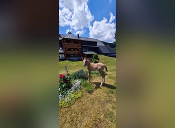 American Quarter Horse, Stallone, 2 Anni, 150 cm, Palomino