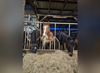 American Quarter Horse, Stallone, 2 Anni, 150 cm, Palomino