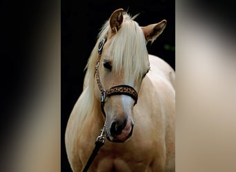 American Quarter Horse, Stallone, 2 Anni, 150 cm, Palomino