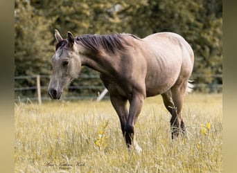 American Quarter Horse, Stallone, 2 Anni, 150 cm, Pelle di daino