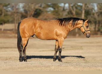 American Quarter Horse, Stallone, 2 Anni, 150 cm, Pelle di daino