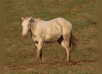 American Quarter Horse, Stallone, 2 Anni, 150 cm, Perlino