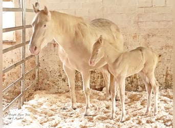 American Quarter Horse, Stallone, 2 Anni, 150 cm, Perlino