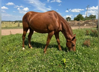 American Quarter Horse, Stallone, 2 Anni, 150 cm, Sauro