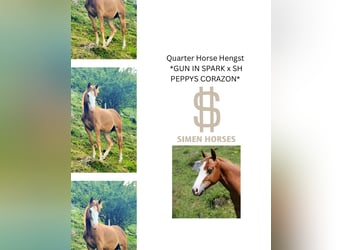 American Quarter Horse, Stallone, 2 Anni, 150 cm, Sauro