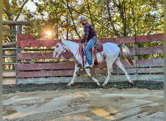 American Quarter Horse, Stallone, 2 Anni, 151 cm, Overo-tutti i colori