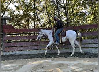 American Quarter Horse, Stallone, 2 Anni, 151 cm, Overo-tutti i colori