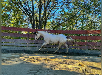American Quarter Horse, Stallone, 2 Anni, 151 cm, Overo-tutti i colori