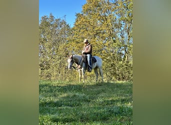 American Quarter Horse, Stallone, 2 Anni, 151 cm, Overo-tutti i colori