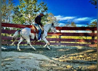 American Quarter Horse, Stallone, 2 Anni, 151 cm, Overo-tutti i colori