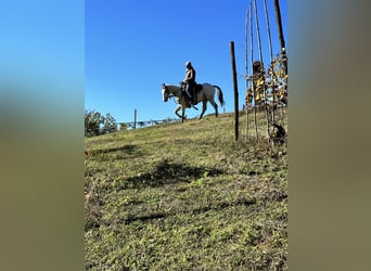 American Quarter Horse, Stallone, 2 Anni, 151 cm, Overo-tutti i colori