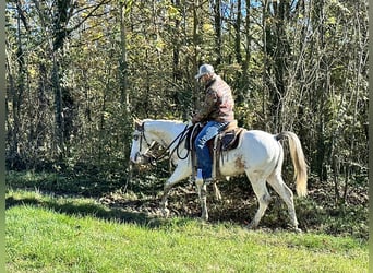 American Quarter Horse, Stallone, 2 Anni, 151 cm, Overo-tutti i colori
