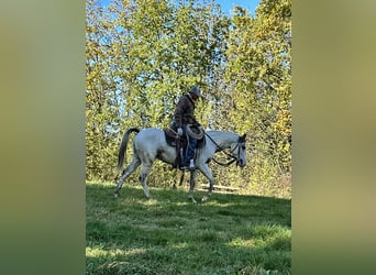 American Quarter Horse, Stallone, 2 Anni, 151 cm, Overo-tutti i colori